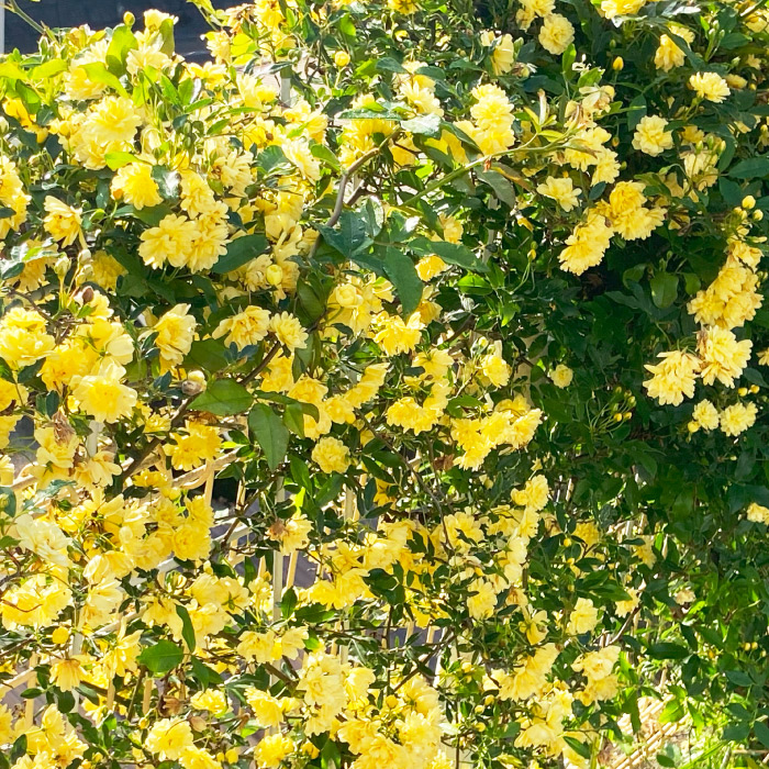 すきなもの画像2